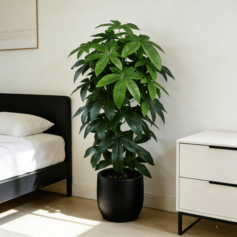Ficus Lyrata Tree - ต้นไม้เงินประดิษฐ์พัชรีรา อควาติก้า พร้อมคุณสมบัติทางวิทยาศาสตร์ของต้นไม้แห่งความสงบสุข ที่มีกิ่งก้านสีเขียวและใบไม้สีสันสดใส