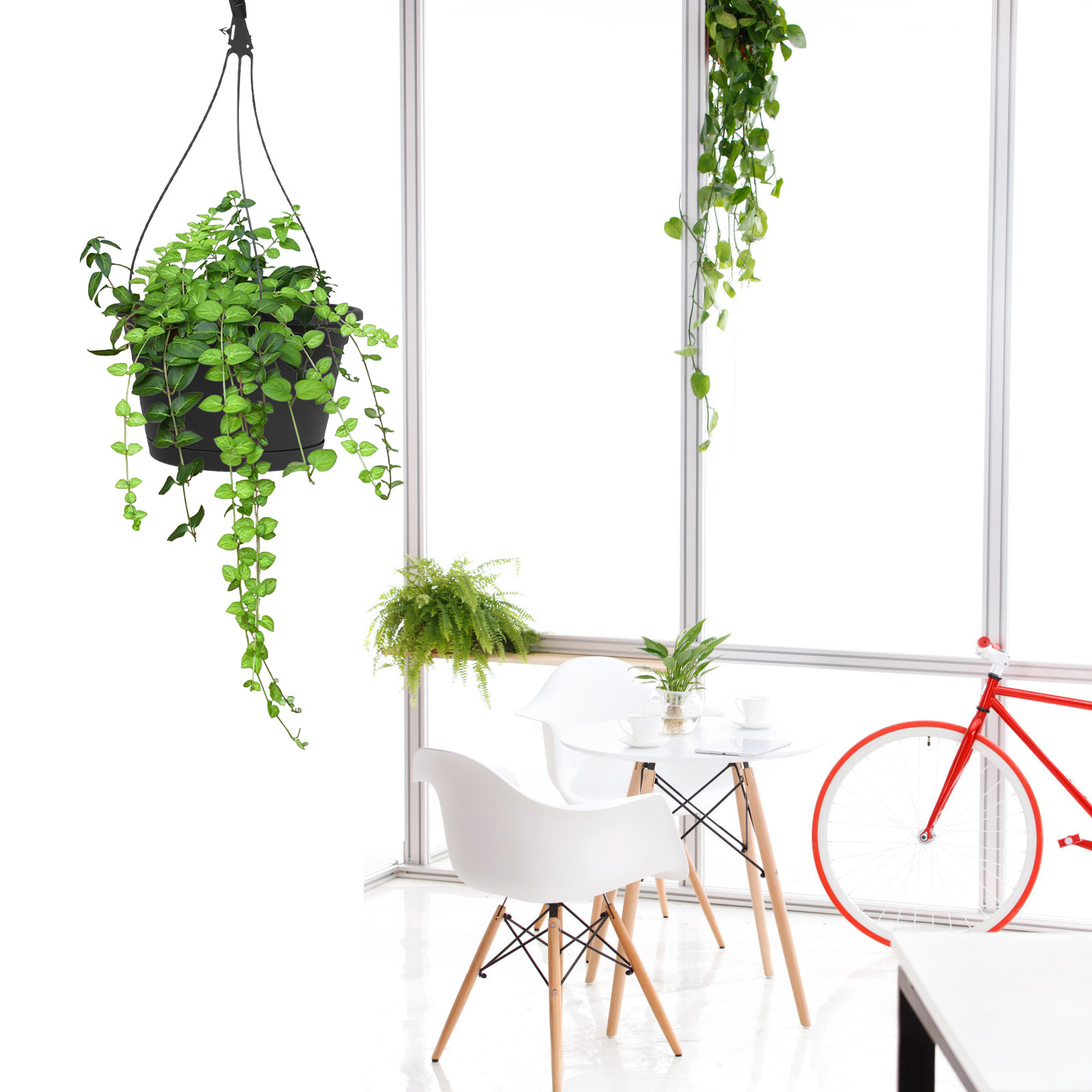 กระถางต้นไม้แขวนลายแมงมุม 1 ชิ - Spider Plant Hanging บทวิจารณ์และราคา